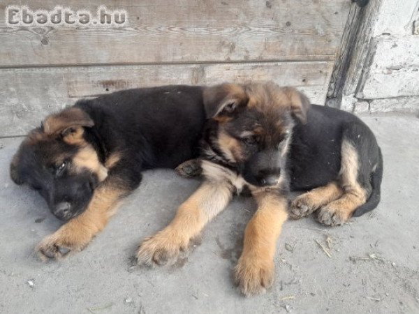Eladó német juhász kiskutyák