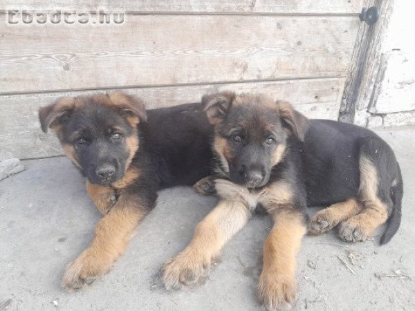 Eladó német juhász kiskutyák