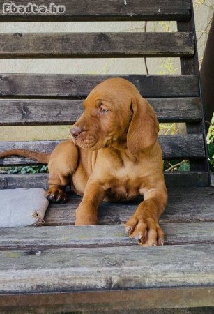 Magyar vizsla