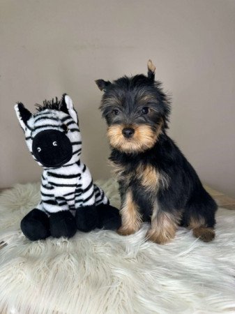 Yorkshire terrier