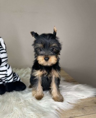 Yorkshire terrier