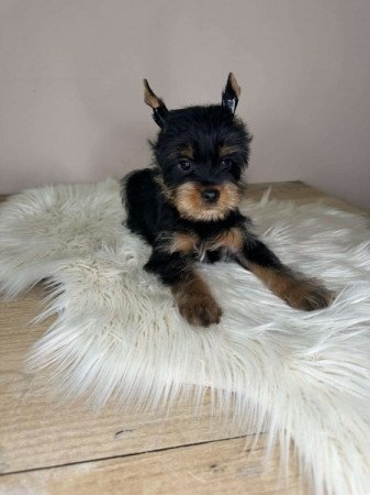 Yorkshire terrier