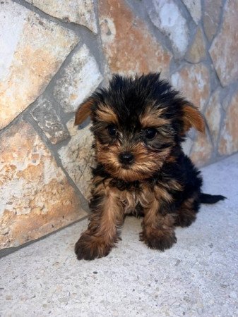 Yorkshire Terrier
