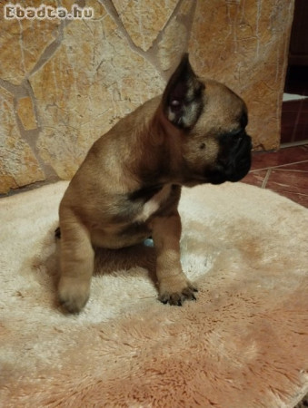 Francia bulldog kiskutya