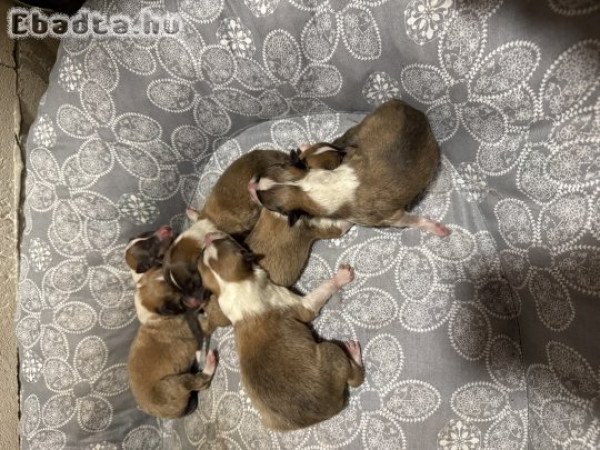 Skót juhász kiskutyák