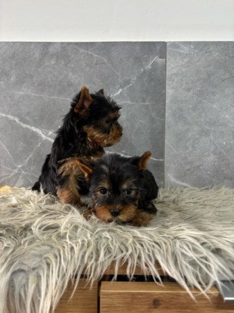 Yorkshire terrier
