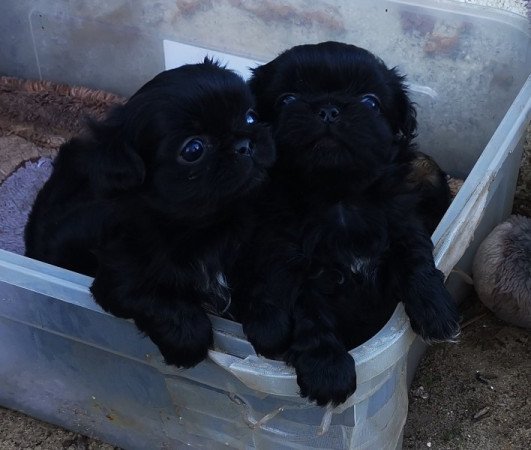 Pekingi Palotapincsi