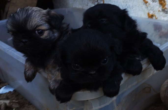 Pekingi Palotapincsi