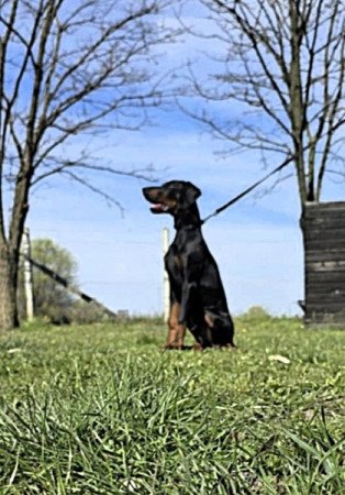 Dobermann
