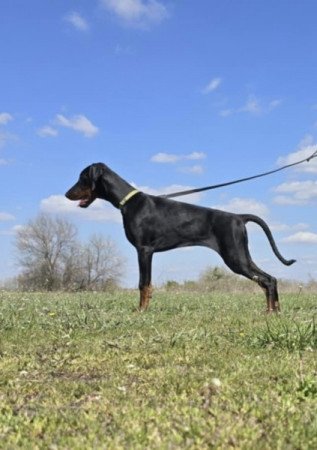 Dobermann