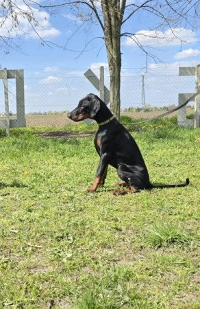 Dobermann