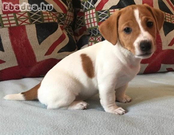 jack russell