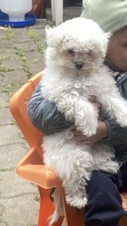 Bichon Havanese
