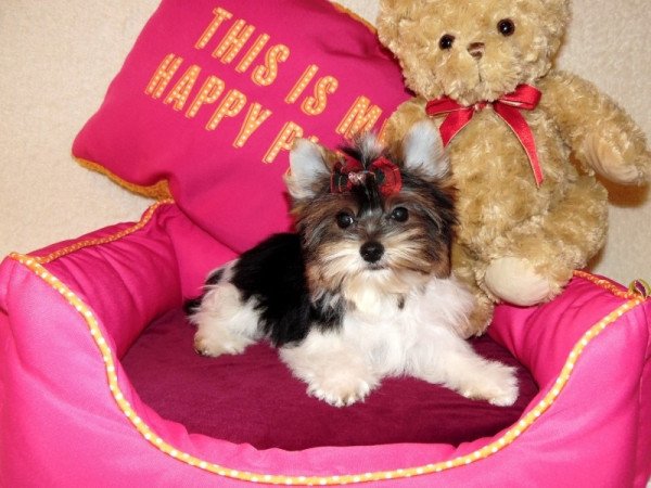 Biewer Yorkshire Terrier Yorki