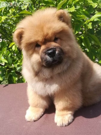 chow-chow kan eladó