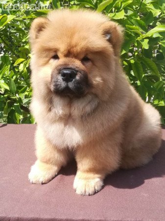 chow-chow kan eladó