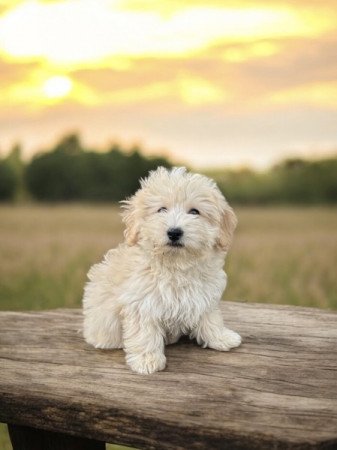 Maltipoo