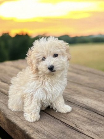 Maltipoo