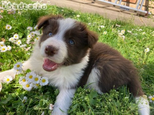 Border Collie kiskutyák eladók