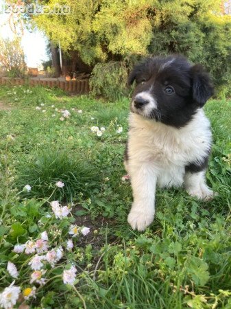Border Collie kiskutyák eladók