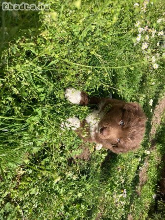 Border Collie kiskutyák eladók