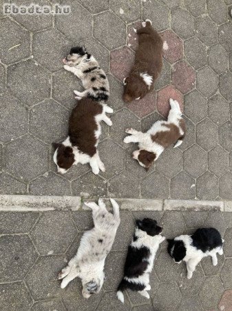 Border Collie kiskutyák eladók