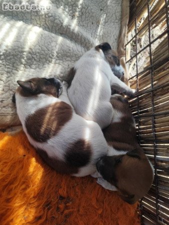 Fajtatiszta foxterrier kiskutyák