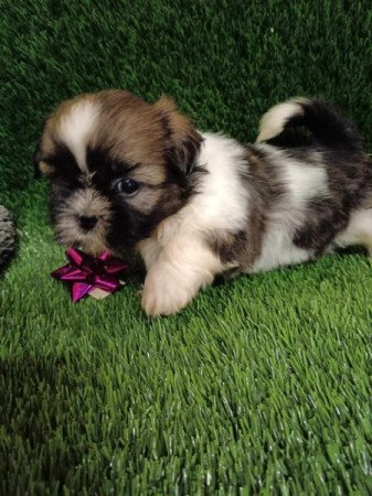 Shih tzu