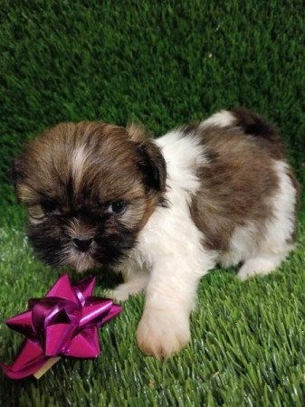 Shih tzu