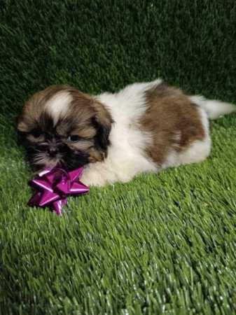 Shih tzu