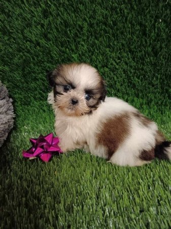 Shih tzu