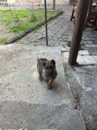 Eladó kutya