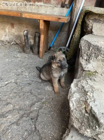 Eladó kutya