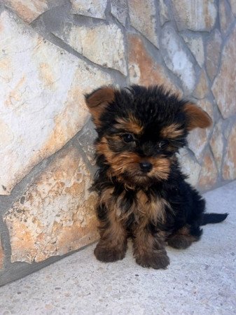 Yorkshire Terrier
