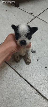 Eladó Kan csivavák