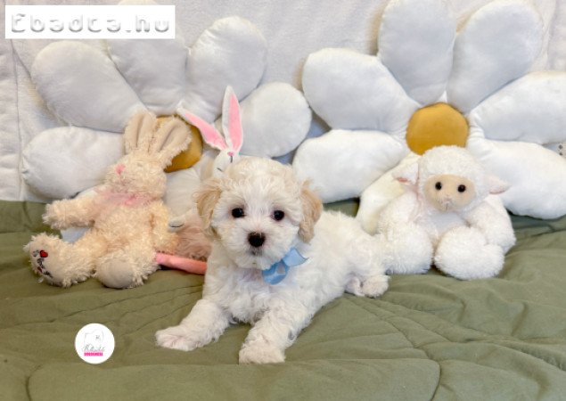 Prémium Bolognese kisfiú