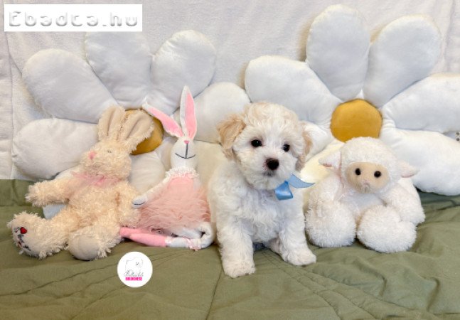 Prémium Bolognese kisfiú