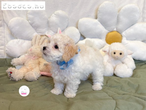 Prémium Bolognese kisfiú