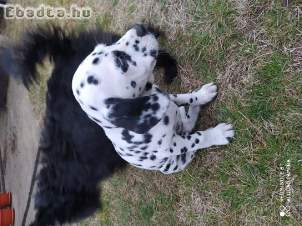 Dalmata kutyák GAZDT keresnek.