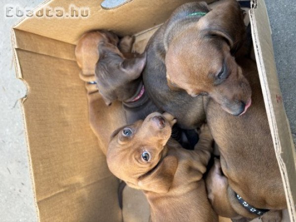 Fajtatiszta jellegű törpe tacskó