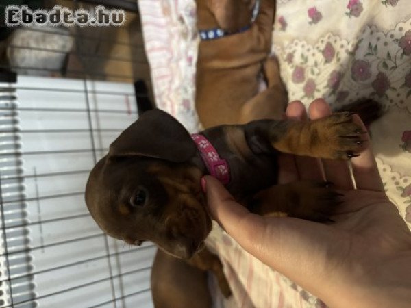 Fajtatiszta jellegű törpe tacskó