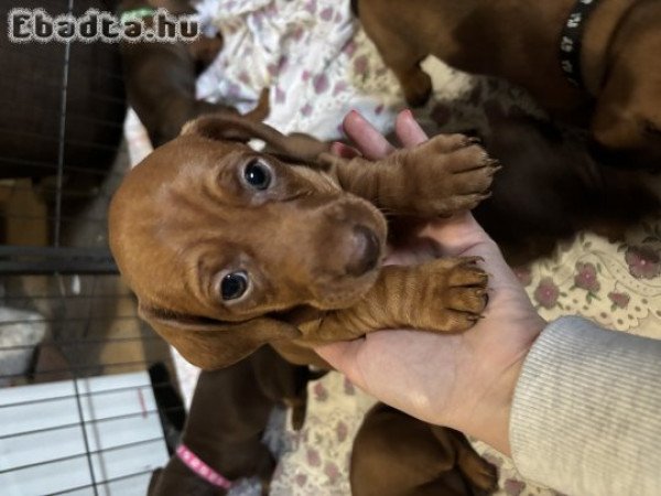 Fajtatiszta jellegű törpe tacskó