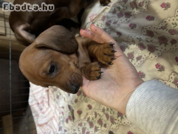 Fajtatiszta jellegű törpe tacskó