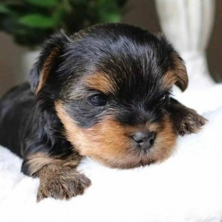 Yorkshire terrier