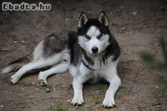 Kettő 1 éves HUSKY fiútestvér költözés miatt eladó