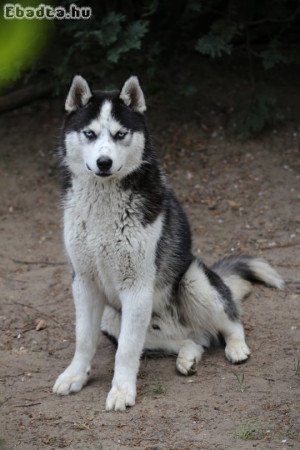 Kettő 1 éves HUSKY fiútestvér költözés miatt eladó