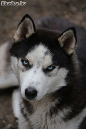 Kettő 1 éves HUSKY fiútestvér költözés miatt eladó