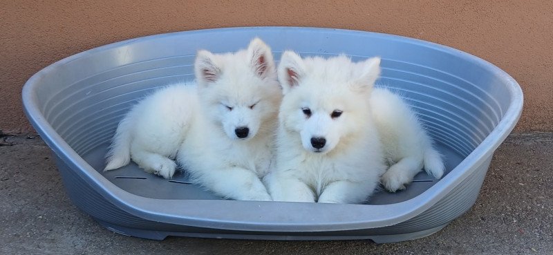 Samoyed