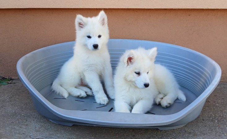 Samoyed