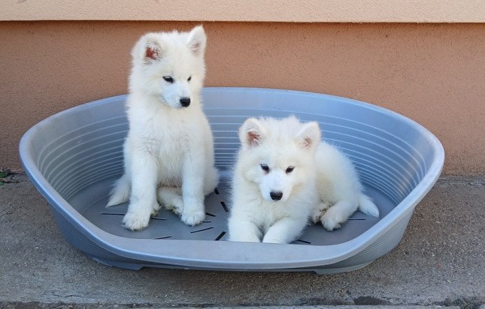 Samoyed